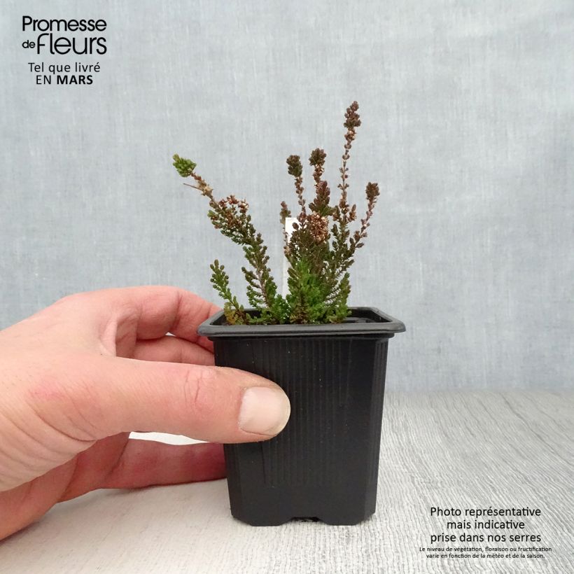 Calluna vulgaris Dark Beauty - Heather 8/9 cm pot sample as delivered in spring