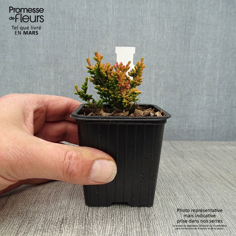 Calluna vulgaris Winter Chocolate - Heather 8/9 cm pot sample as delivered in spring