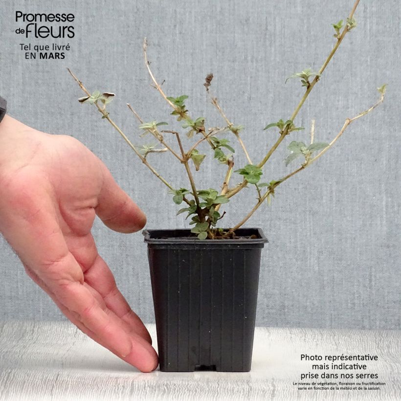 Buddleja Blue Chip - Butterfly Bush 8/9 cm pot sample as delivered in spring