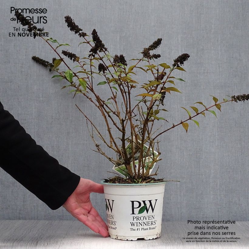 Buddleja Blue Chip - Butterfly Bush 2L/3L pot sample as delivered in autumn