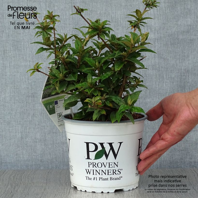 Buddleja Blue Chip - Butterfly Bush 2L/3L pot sample as delivered in spring
