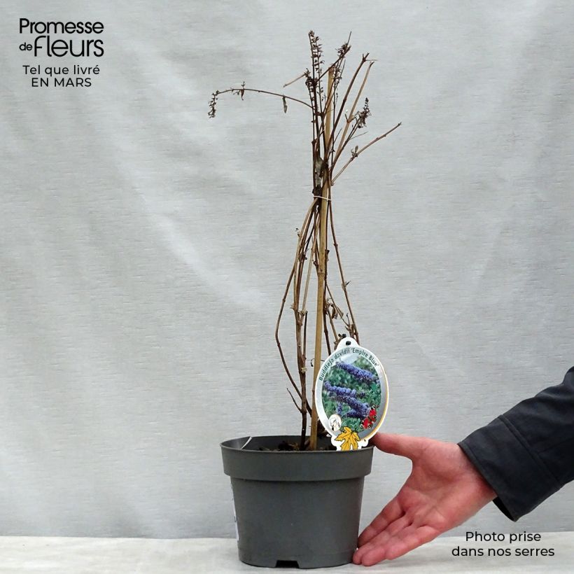 Buddleia Empire Blue - Butterfly Bush 2L/3L pot sample as delivered in spring