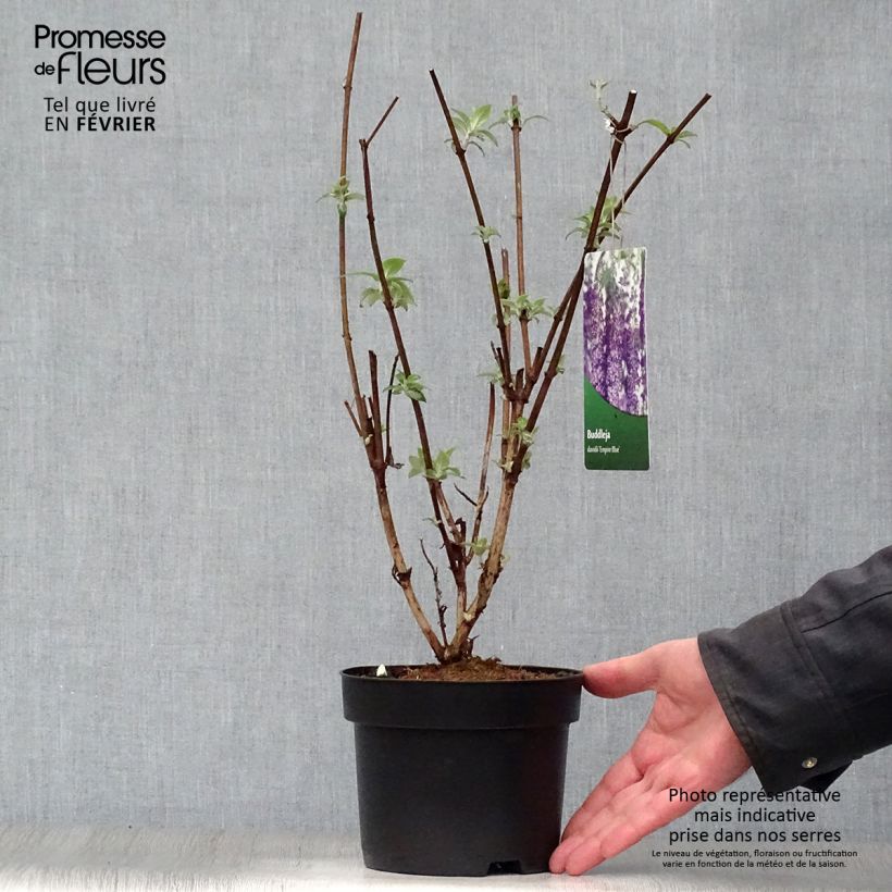 Example of Buddleia Empire Blue - Butterfly Bush 2L/3L pot as you get in hiver