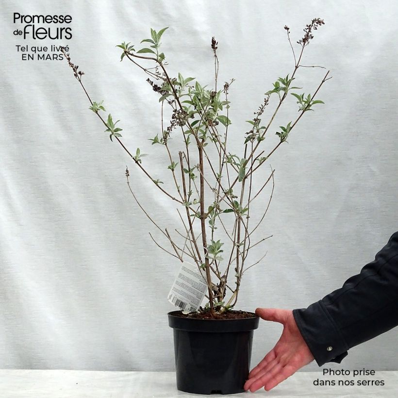 Buddleja Lochinch - Butterfly Bush 2L/3L pot sample as delivered in spring