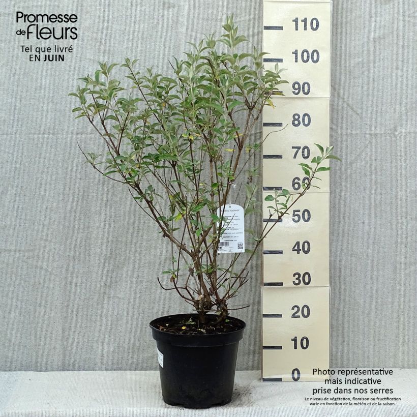 Buddleja Lochinch - Butterfly Bush 7.5L/10L pot sample as delivered in spring