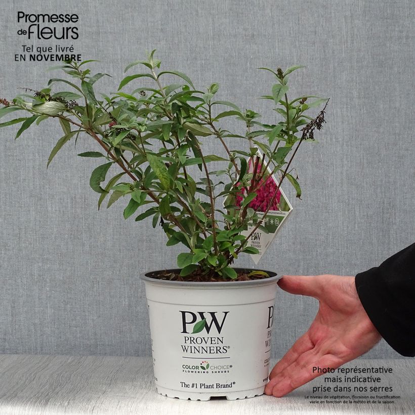 Buddleia Miss Ruby - Butterfly Bush 3L/4L pot sample as delivered in autumn