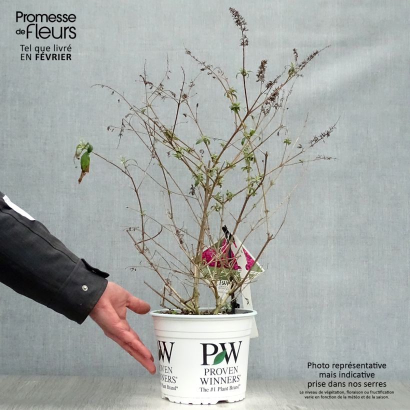 Buddleia Miss Ruby - Butterfly Bush 3L/4L pot sample as delivered in winter