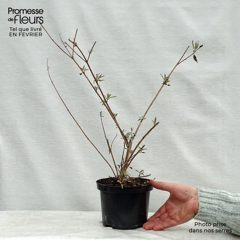 Buddleja davidii Royal Red - Butterfly Bush 2L/3L pot sample as delivered in winter