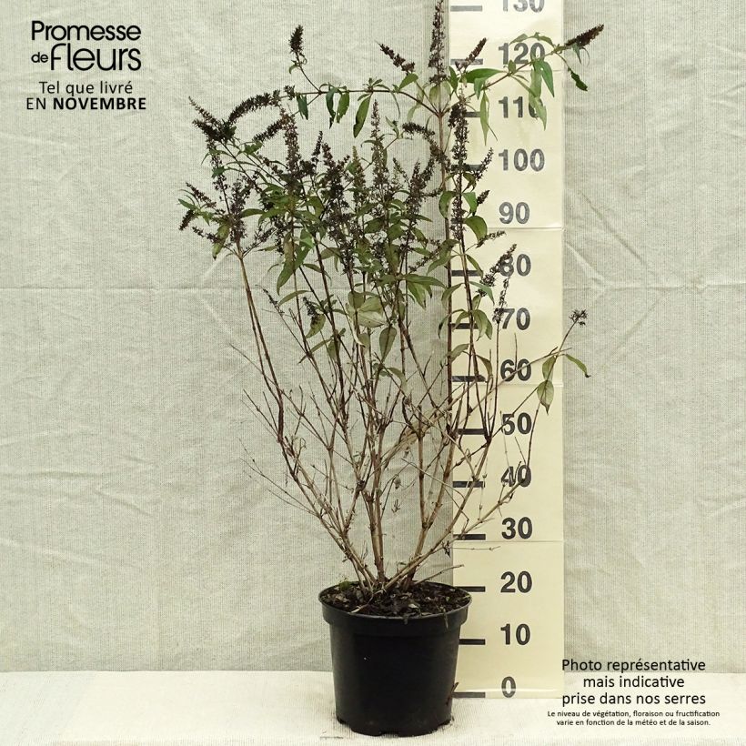 Buddleja davidii Royal Red - Butterfly Bush 7.5L/10L pot sample as delivered in autumn