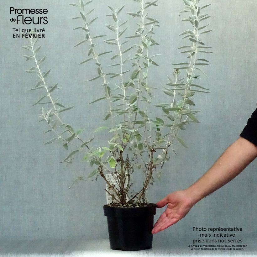 Buddleja Silver Anniversary - Butterfly Bush 3L/4L pot sample as delivered in autumn