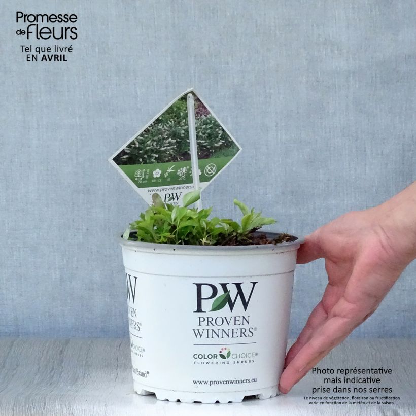 Buddleia White Chip - Butterfly Bush 2L/3L pot sample as delivered in spring