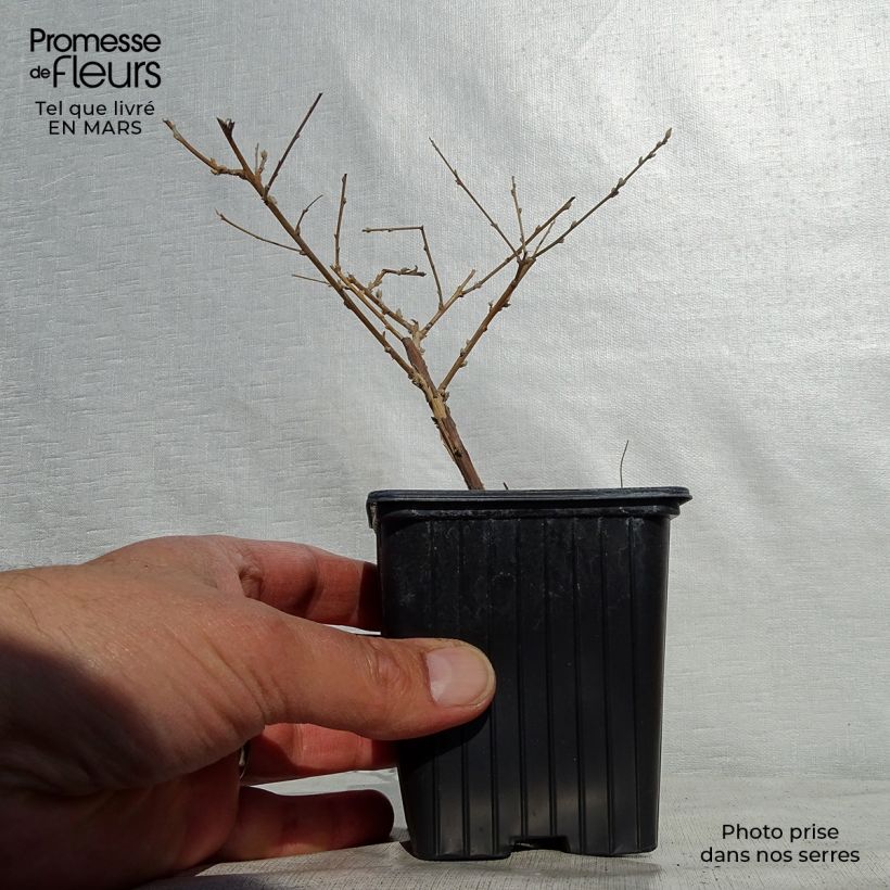 Buddleja alternifolia - Butterfly Bush 8/9 cm pot sample as delivered in spring