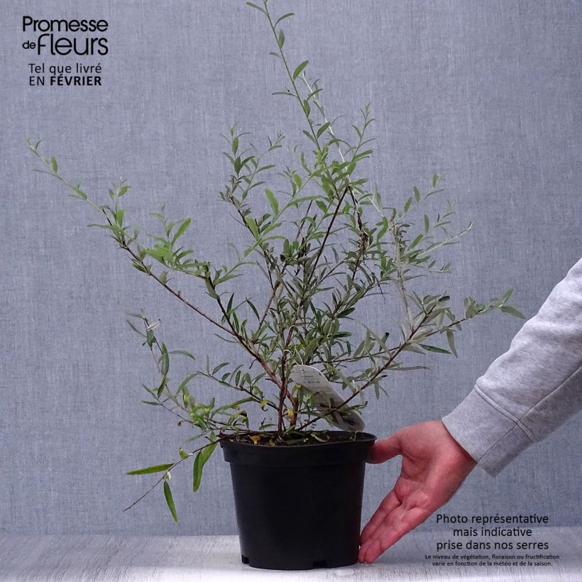 Buddleja alternifolia - Butterfly Bush 3L/4L pot sample as delivered in autumn