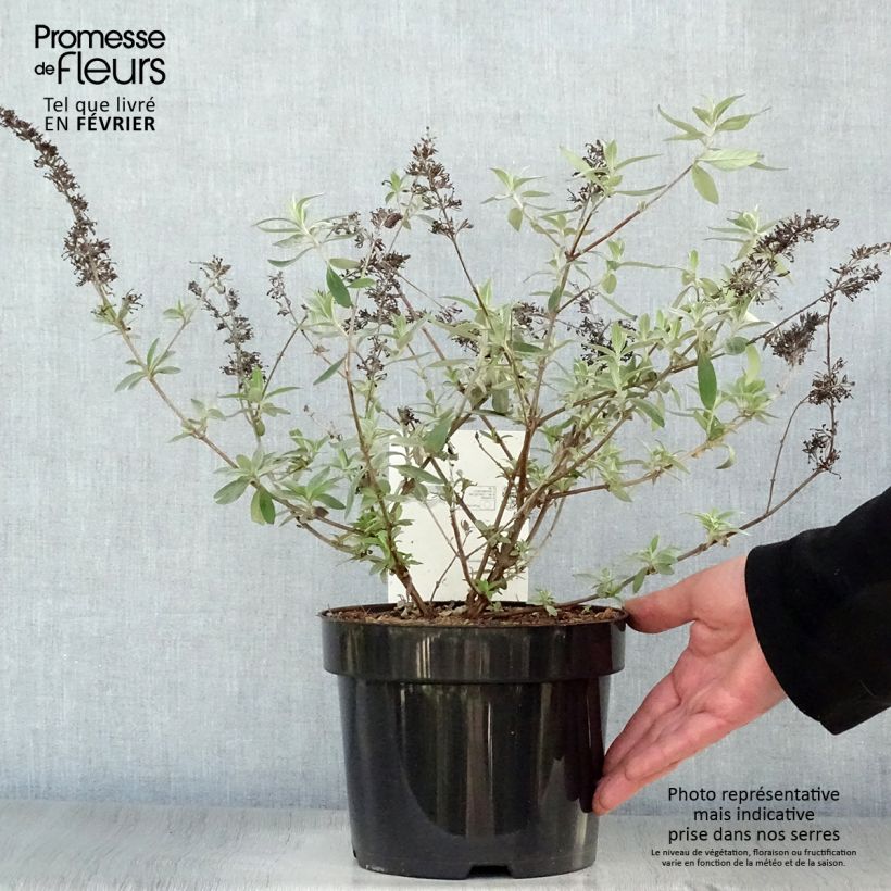 Buddleia davidii Adonis Blue - Butterfly Bush 3L/4L pot sample as delivered in winter