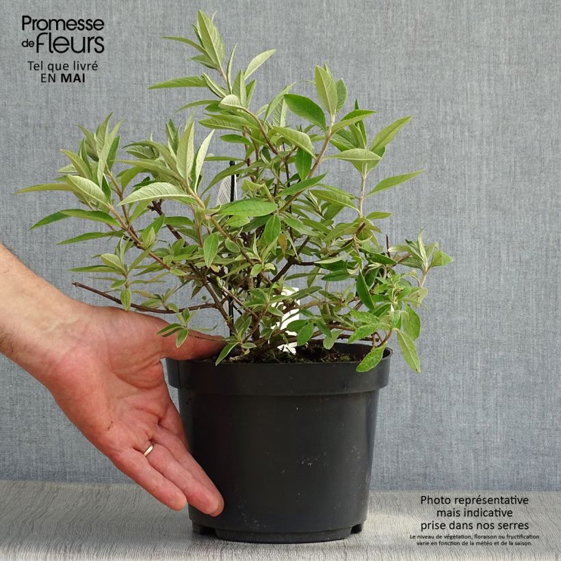 Buddleia davidii Adonis Blue - Butterfly Bush 3L/4L pot sample as delivered in spring