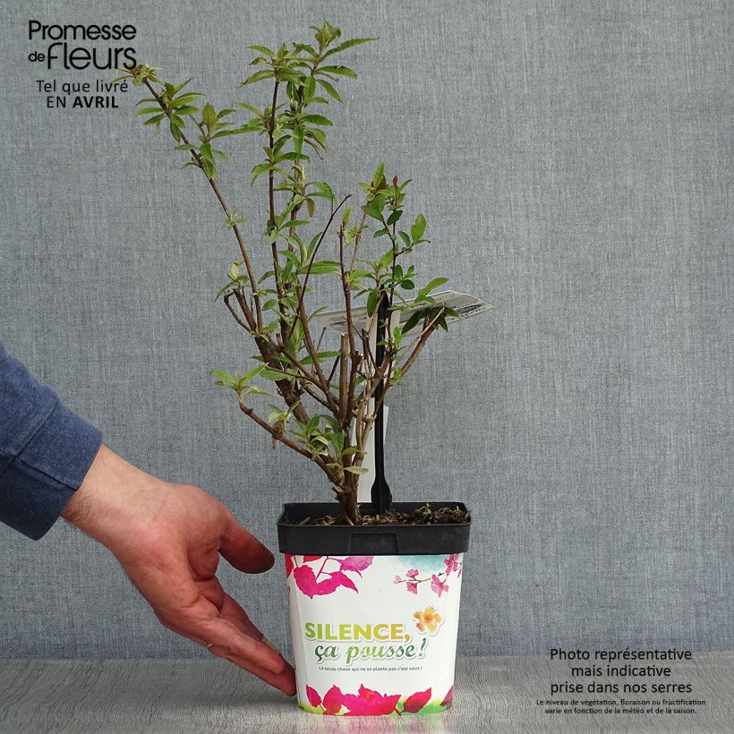 Buddleia davidii Black Knight - Butterfly Bush 2L/3L pot sample as delivered in spring