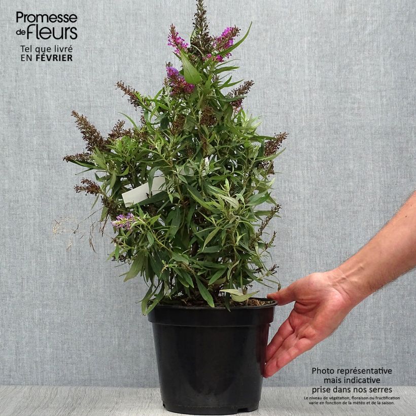 Buddleja davidii Butterfly Tower - Butterfly Bush 4L/5L pot sample as delivered in autumn