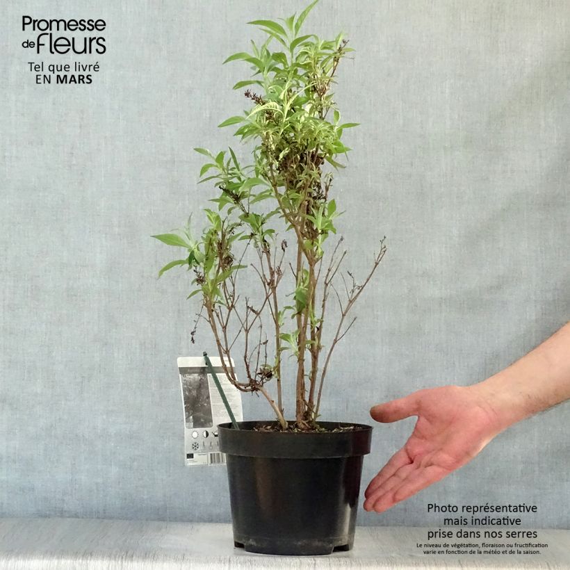 Buddleja davidii Butterfly Tower - Butterfly Bush 4L/5L pot sample as delivered in spring