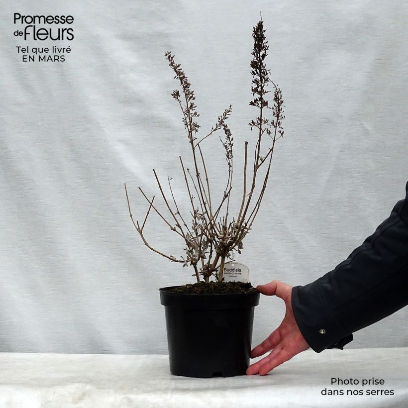 Buddleja davidii Marbled White Markeep - Butterfly Bush 2L/3L pot sample as delivered in spring