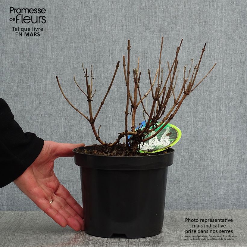 Buddleja davidii Marbled White Markeep - Butterfly Bush 2L/3L pot sample as delivered in winter