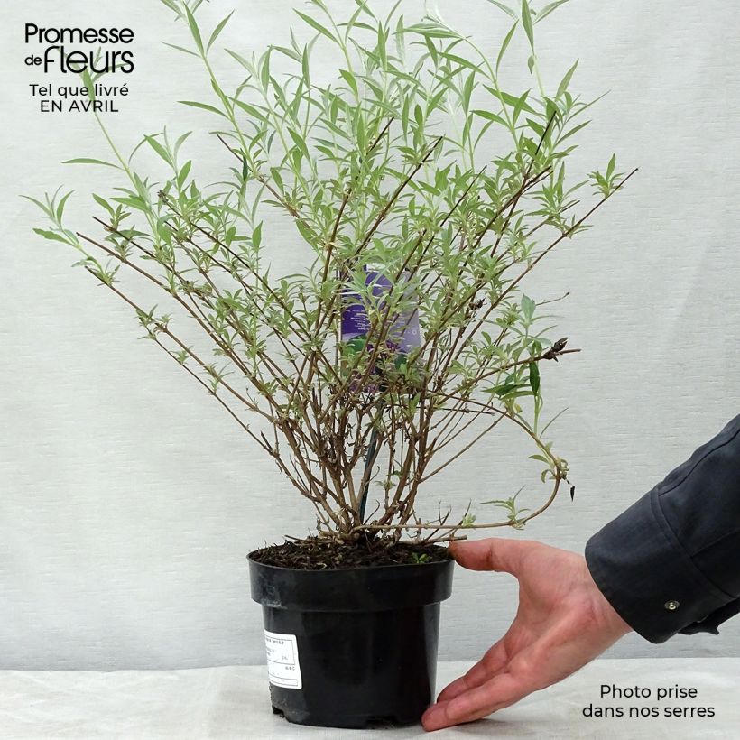 Buddleja davidii Nanho Blue - Butterfly Bush 3L/4L pot sample as delivered in spring