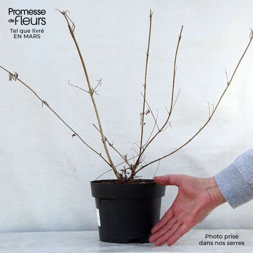 Buddleja davidii Nanho Purple - Butterfly Bush 2L/3L pot sample as delivered in spring