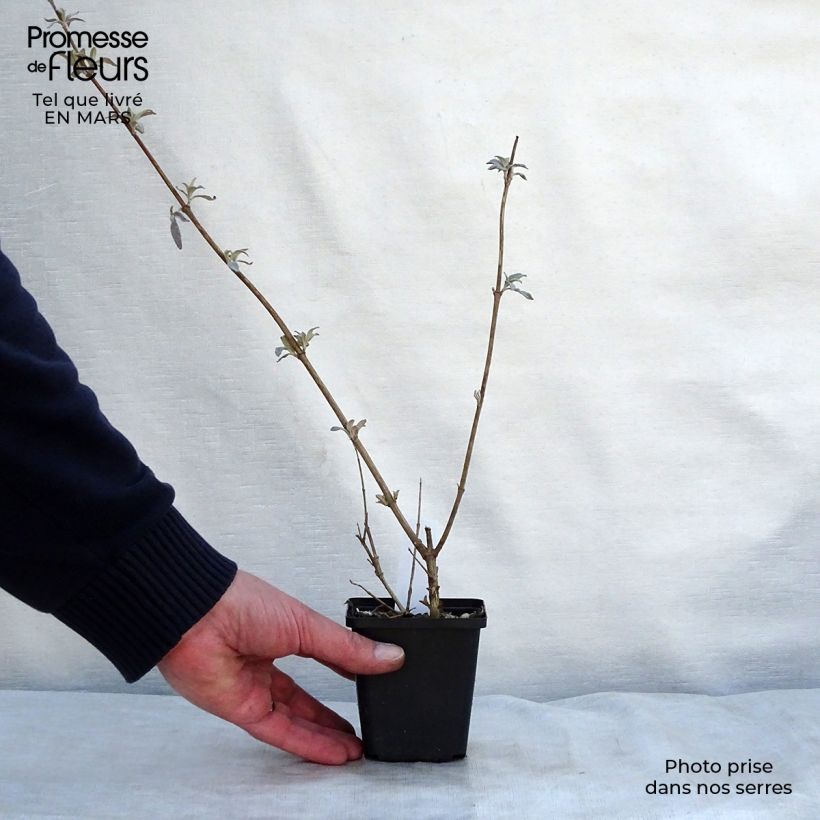 Buddleia davidii Pink Delight - Butterfly Bush 8/9 cm pot sample as delivered in spring