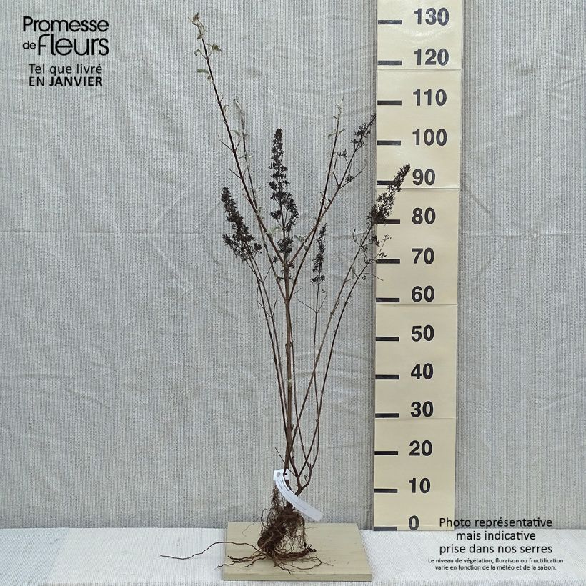 Buddleia davidii Pink Delight - Butterfly Bush Bare root sample as delivered in winter