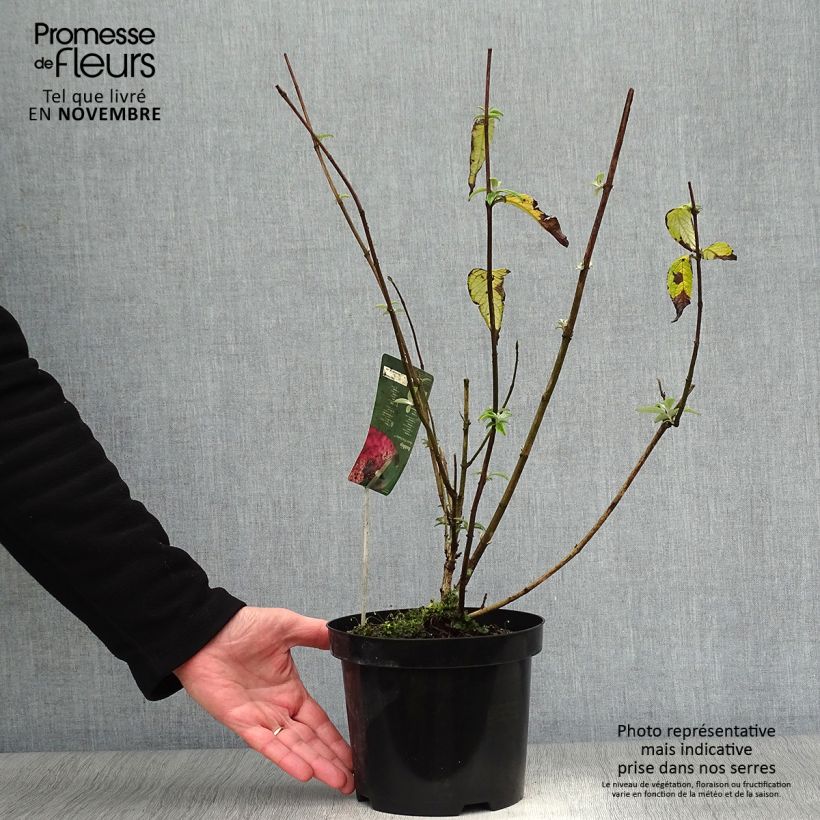 Buddleja davidii Pink Panther - Butterfly Bush 2L/3L pot sample as delivered in autumn