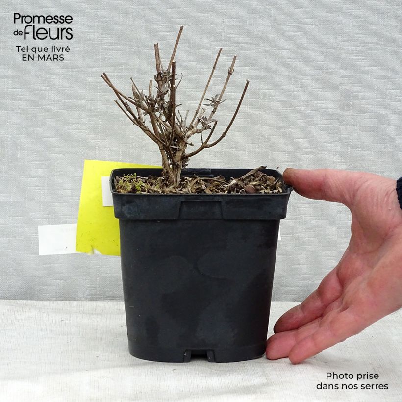 Buddleia davidii Prince Charming MONARCH - Butterfly Bush 2L/3L pot sample as delivered in winter