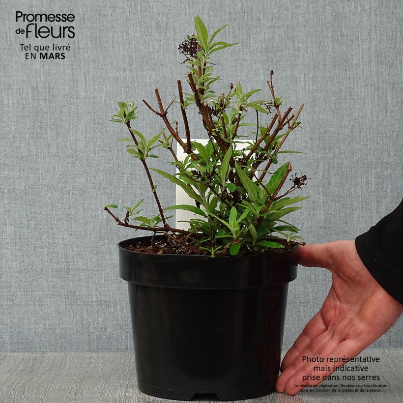 Buddleja davidii Purple Emperor Pyrkeep - Butterfly Bush 2L/3L pot sample as delivered in winter