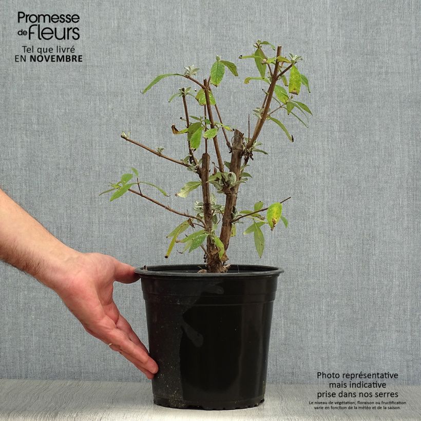 Buddleja davidii Rêve de Papillon Pink - Butterfly Bush 4L/5L pot sample as delivered in autumn
