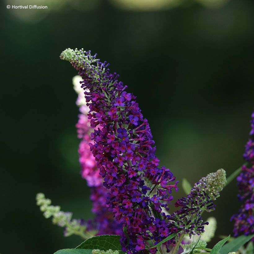 Buddleja davidii Reve de Papillon Violet - Butterfly bush (Flowering)