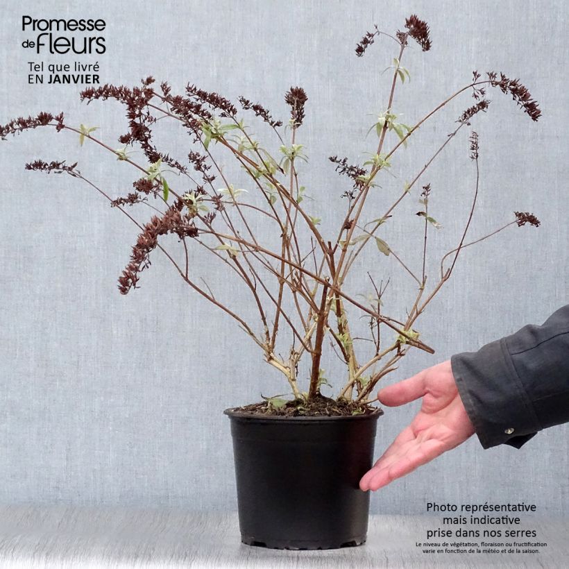 Buddleja davidii Santana - Butterfly Bush 2L/3L pot sample as delivered in winter