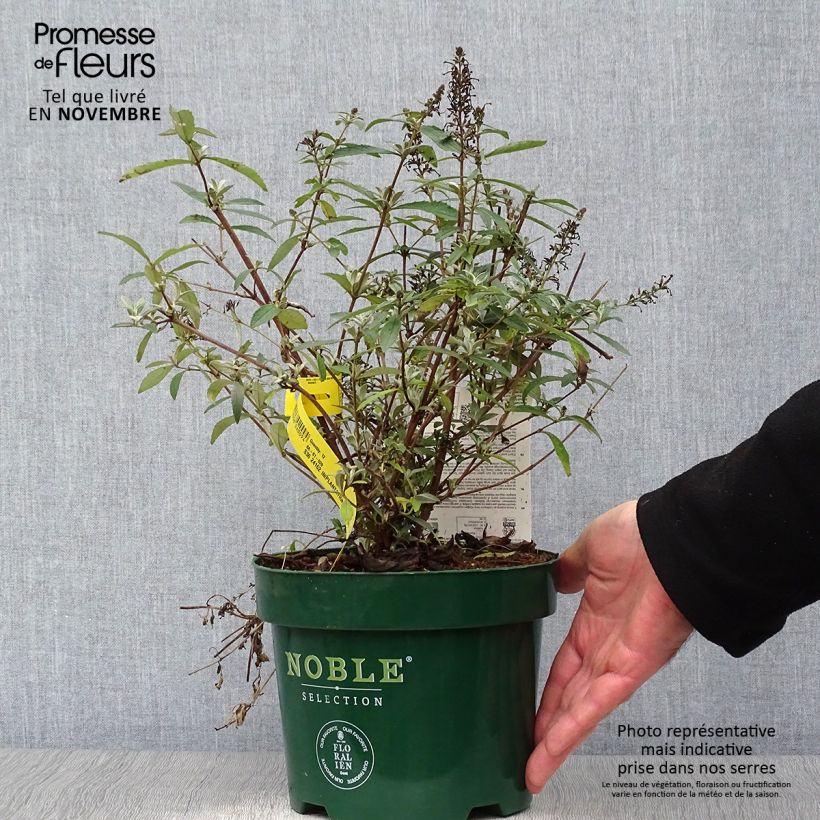 Buddleja davidii Sophie - Butterfly Bush 2L/3L pot sample as delivered in autumn