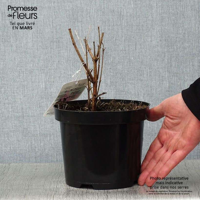 Buddleia davidii Summer Beauty - Butterfly Bush 2L/3L pot sample as delivered in winter