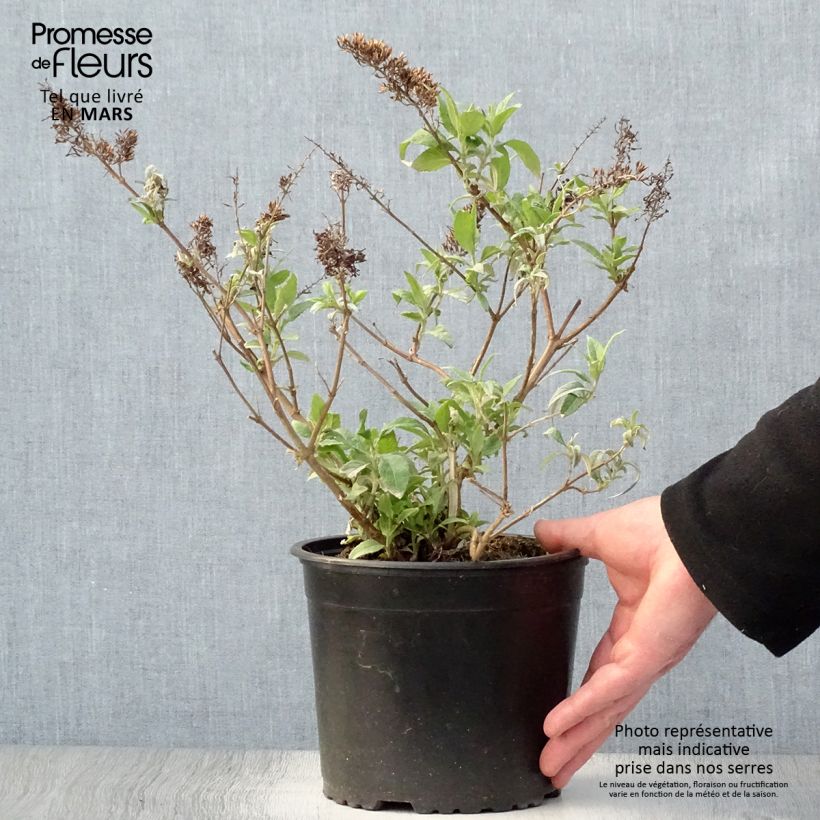 Buddleia davidii Summer Beauty - Butterfly Bush 2L/3L pot sample as delivered in spring