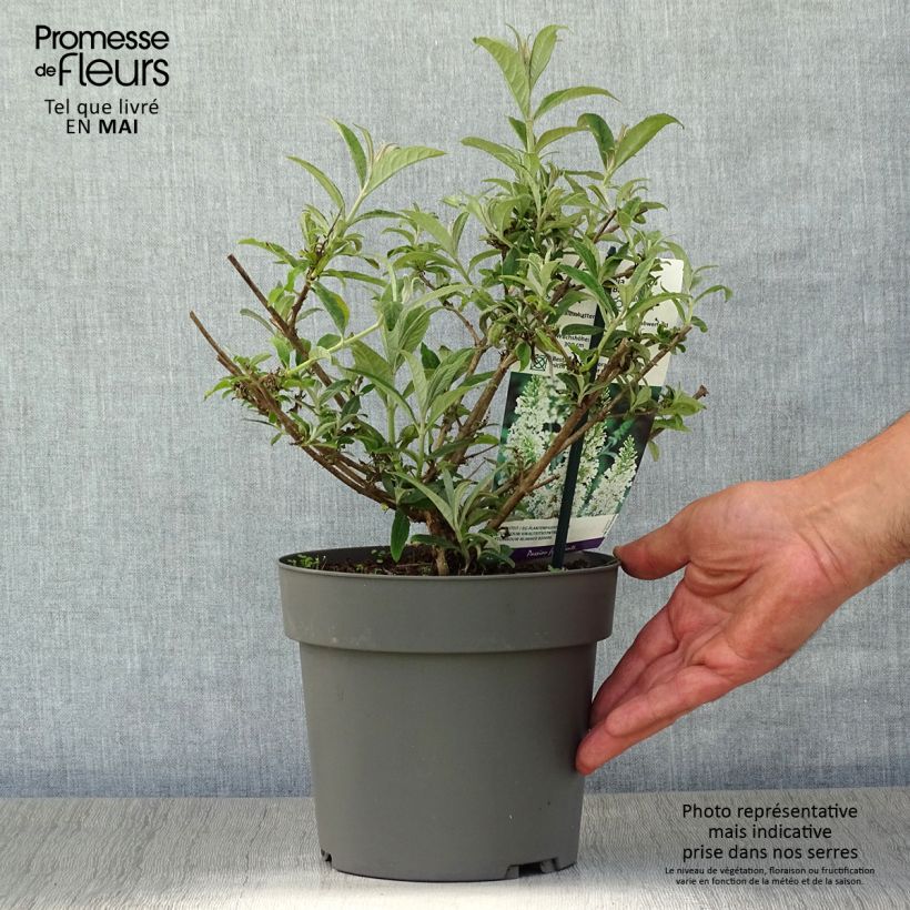Buddleja davidii White Ball - Butterfly Bush 3L/4L pot sample as delivered in spring