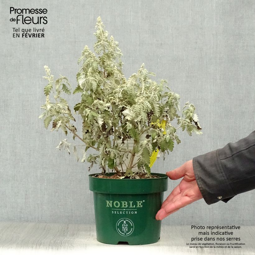 Buddleja glomerata Silver Service - Butterfly Bush 3L/4L pot sample as delivered in winter