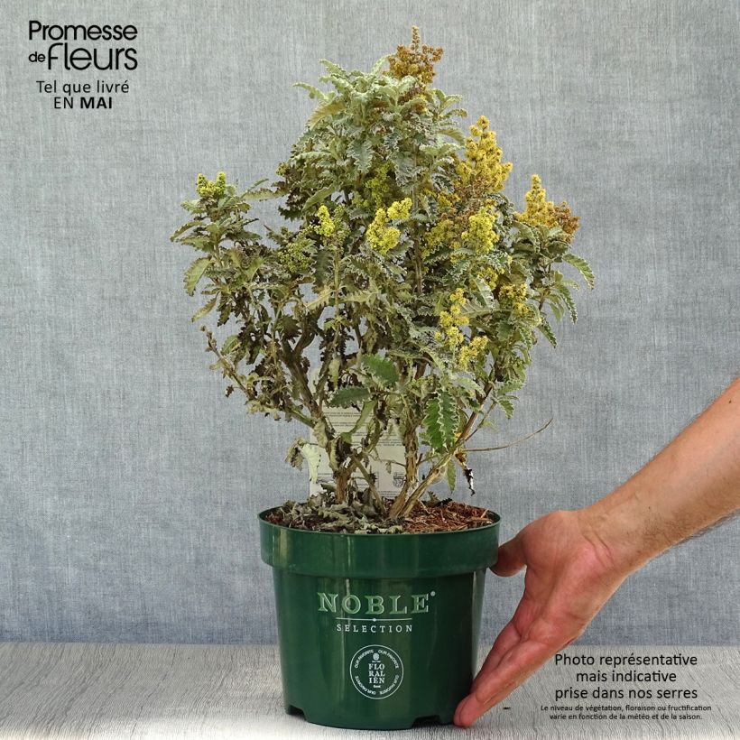 Buddleja glomerata Silver Service - Butterfly Bush 3L/4L pot sample as delivered in spring