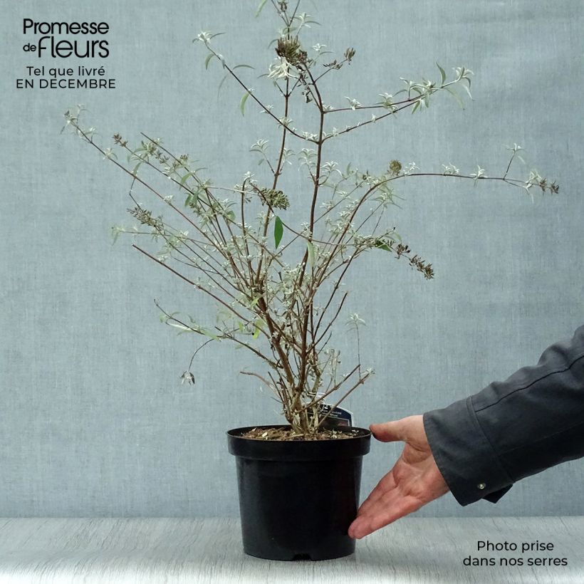 Buddleja davidii Nanho Blue - Butterfly Bush 3L/4L pot sample as delivered in winter