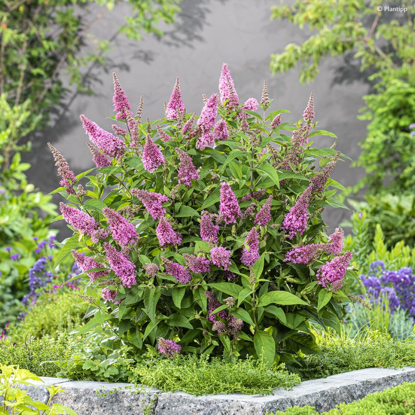 Buddleja davidii Butterfly Candy Little Pink - Butterfly Bush (Plant habit)