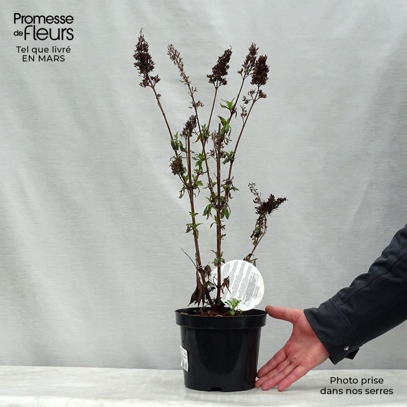 Buddleja davidii Peacock Peakeep - Butterfly Bush 3L/4L pot sample as delivered in spring