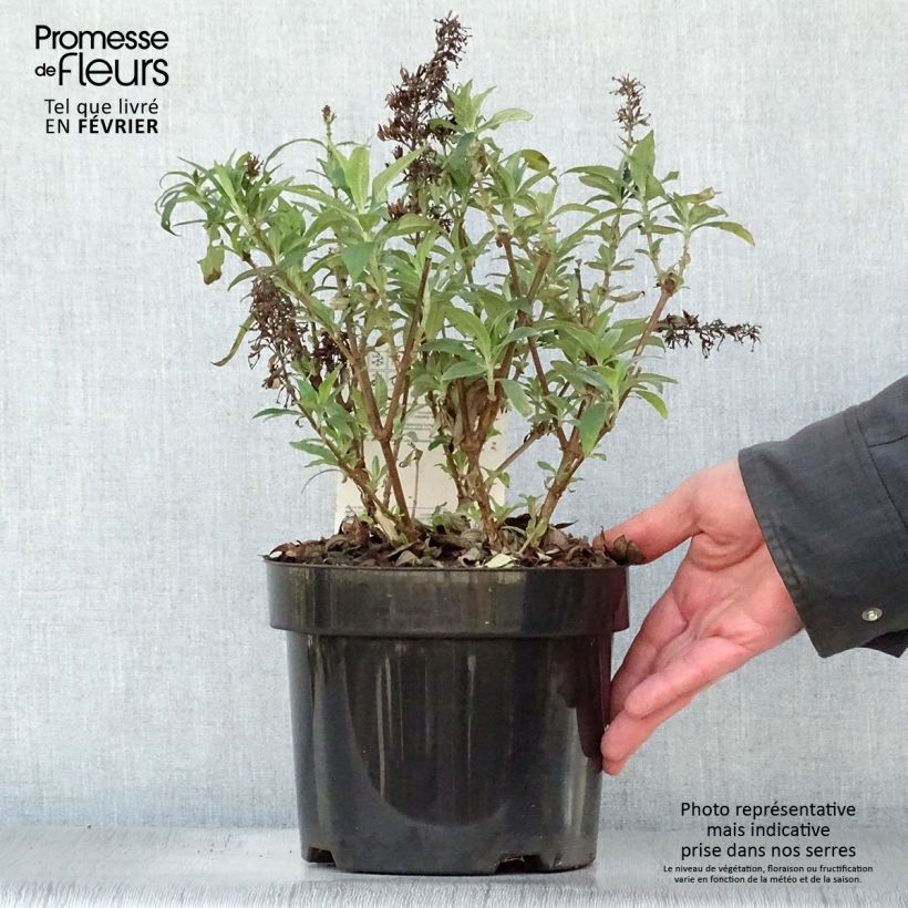 Buddleja davidii Peacock Peakeep - Butterfly Bush 3L/4L pot sample as delivered in winter