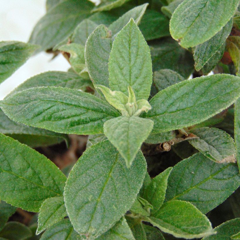 Buddleja davidii Lo and Behold Pink Micro Chip - Butterfly Bush (Foliage)