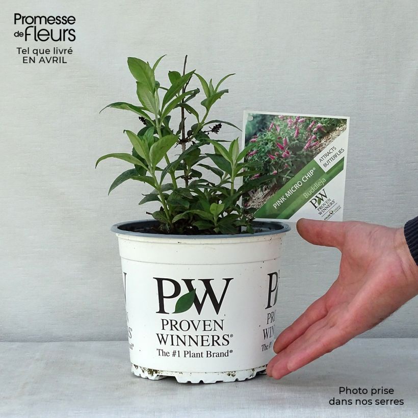 Buddleja davidii Lo and Behold Pink Micro Chip - Butterfly Bush 3L/4L pot sample as delivered in spring