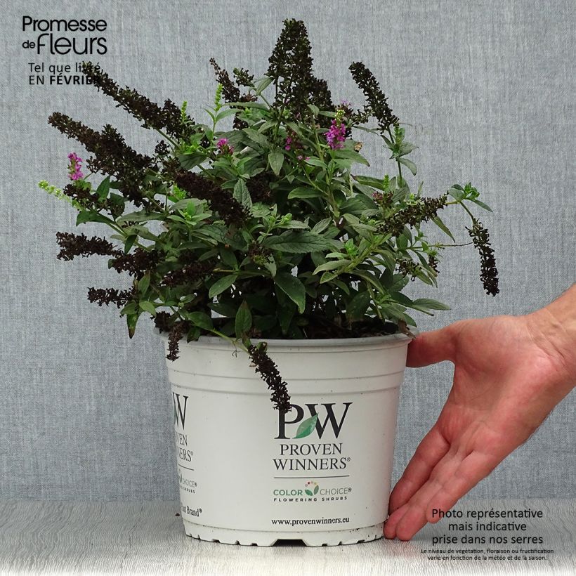 Buddleja davidii Lo and Behold Pink Micro Chip - Butterfly Bush 3L/4L pot sample as delivered in autumn
