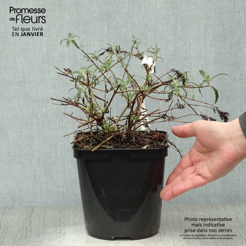 Buddleja davidii Wisteria Lane - Butterfly Bush 3L/4L pot sample as delivered in winter