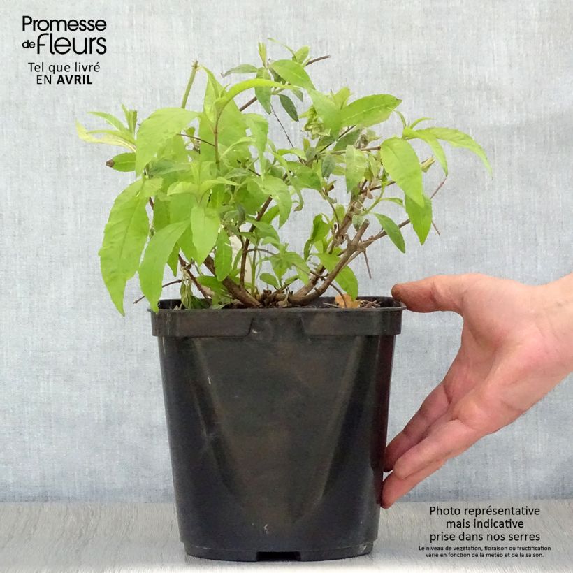 Buddleja davidii Wisteria Lane - Butterfly Bush 3L/4L pot sample as delivered in spring