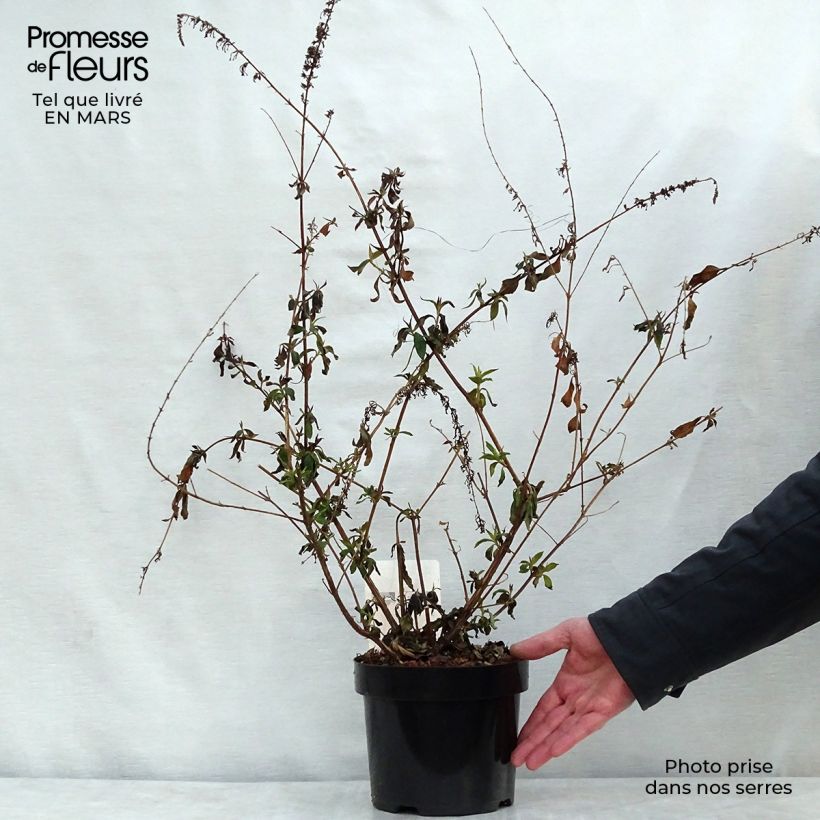 Buddleja davidii Argus Velvet - Butterfly Bush 3L/4L pot sample as delivered in spring